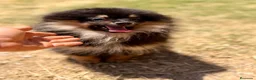 Pomerania perros en venta: ÚLTIMA HEMBRA POMERANIA BLACK AND TAN - Anuncio 5