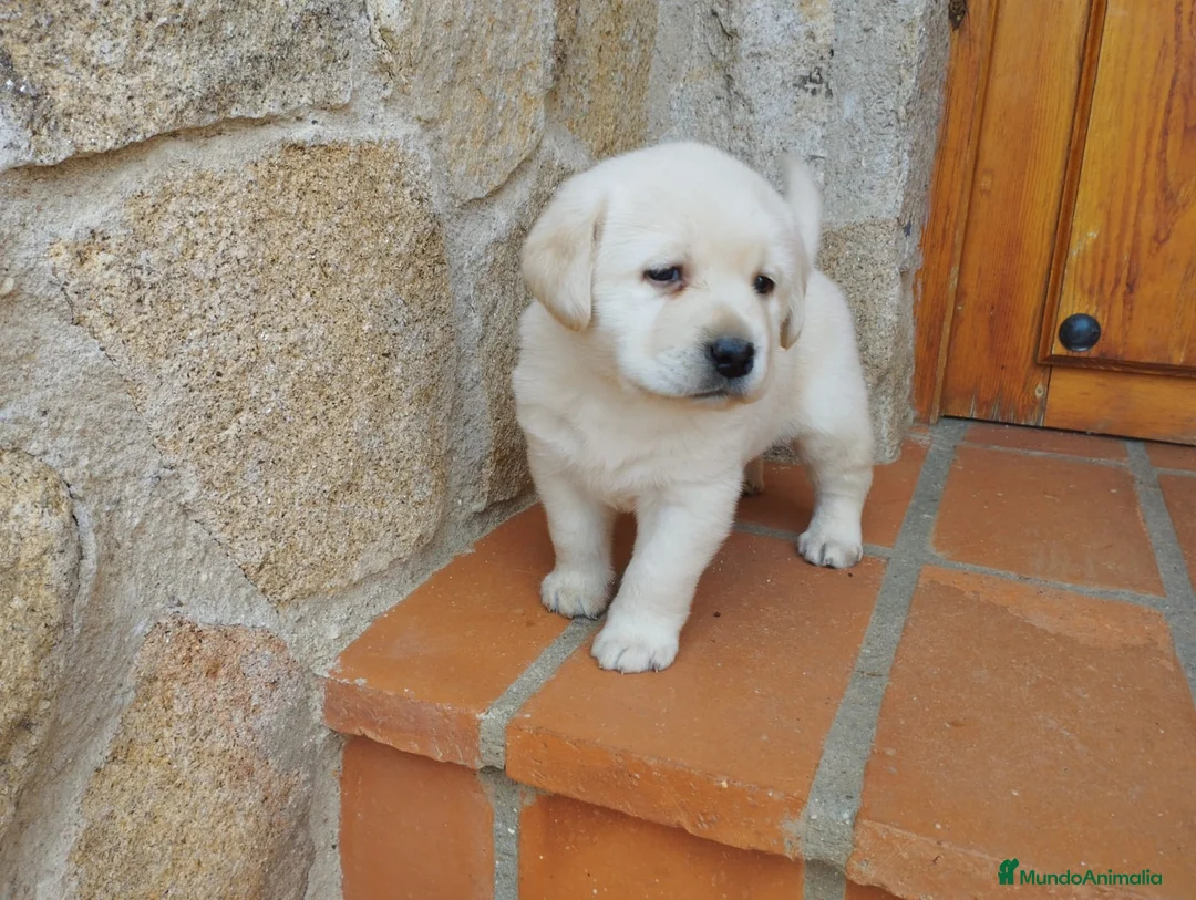 Labrador Retriever perros en venta: Labradores de Quercuscan  - Anuncio 2