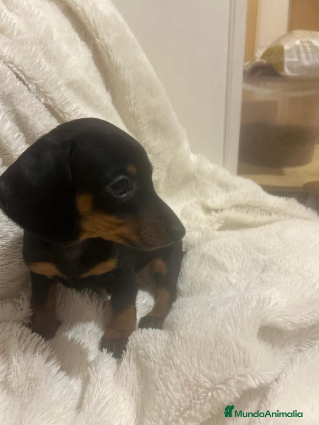 Teckel perros en venta: Teckel  - Anuncio 2