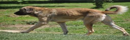 Mastín Español perros en venta: Cachorros Mastín Esapañol Ganadero - Anuncio 2