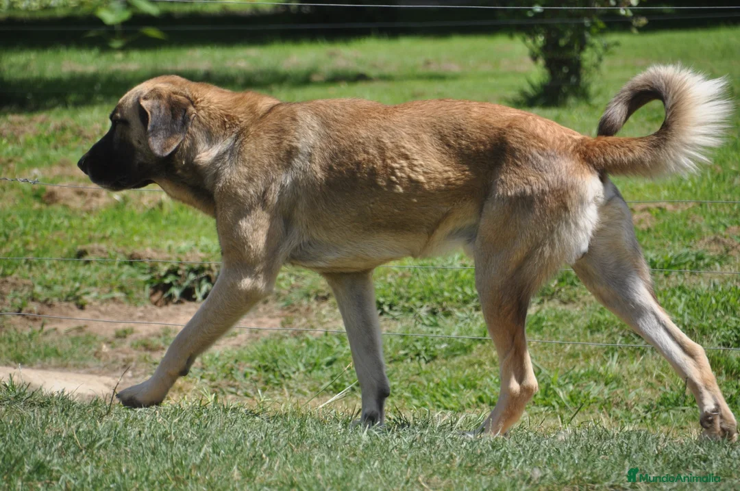 Mastín Español perros en venta: Cachorros Mastín Esapañol Ganadero - Anuncio 2
