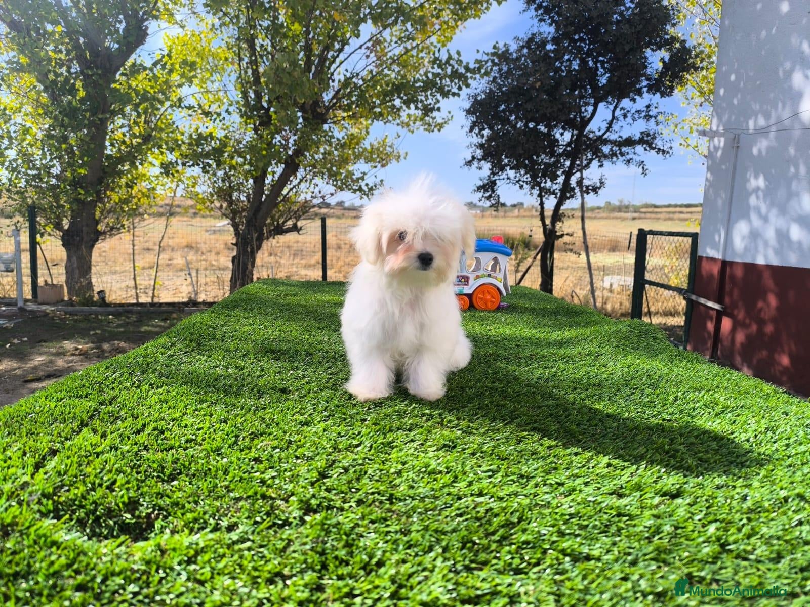 Bichón Maltés perros en venta: Bichón maltés  - Anuncio 2