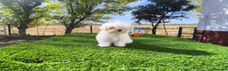 Bichón Maltés perros en venta: Bichón maltés  - Anuncio 1