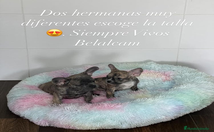 Bulldog Francés perros - Anuncio 8