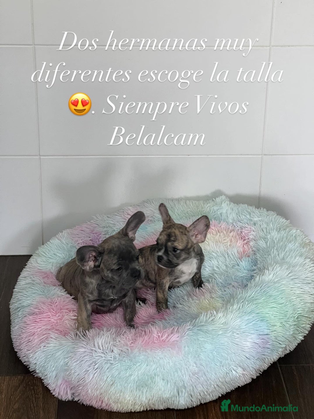 Bulldog Francés perros en venta: Bulldog Francés  - Imagen 1