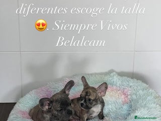Bulldog Francés perros - Anuncio 8