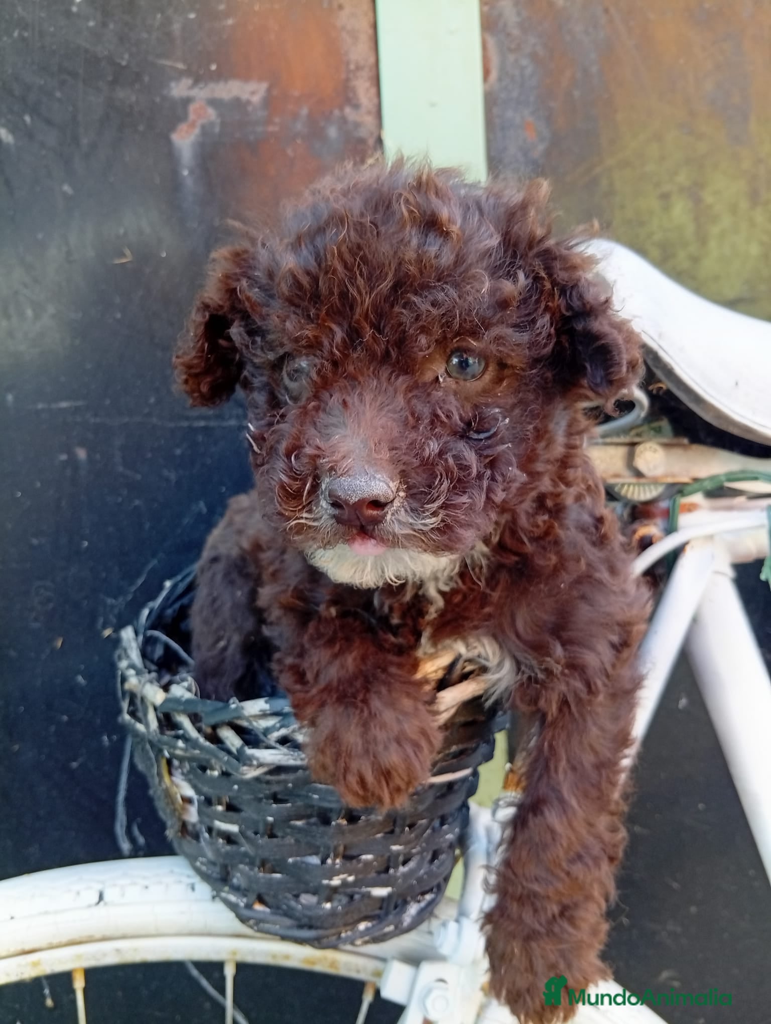 Perro de Agua Español perros Disponible Perros de agua color chocolate  - Anuncio 7