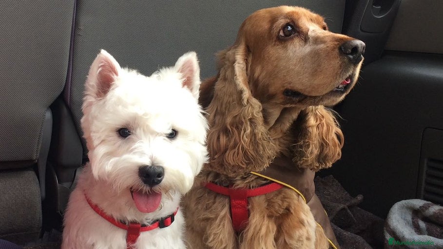 Imagen de galería {{count}}