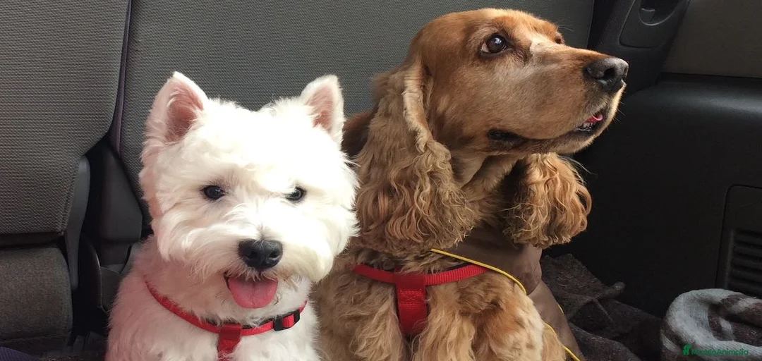 Imagen de galería {{count}}