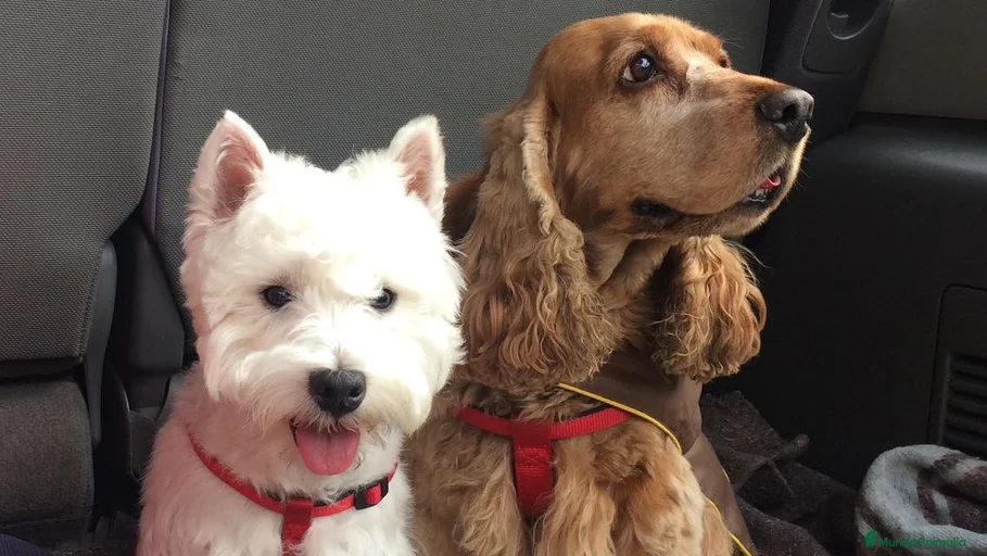 Imagen de galería {{count}}