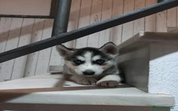 Husky Siberiano perros en venta: Husky Siberiano  - Imagen 3