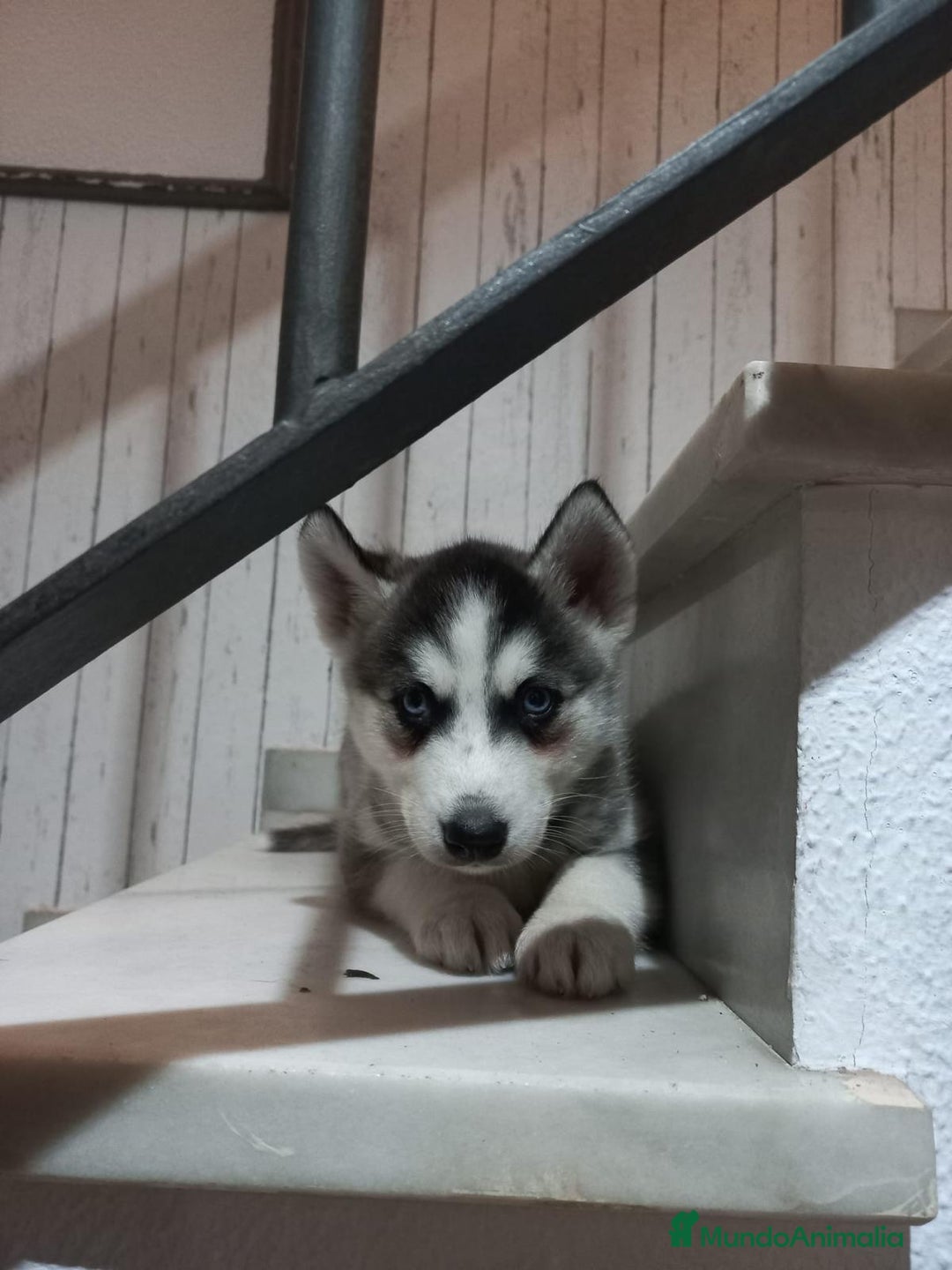 Husky Siberiano perros en venta: Husky Siberiano  - Imagen 3