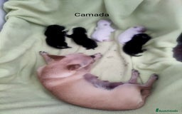 Chihuahua perros en venta: Chihuahuas  - Imagen 3