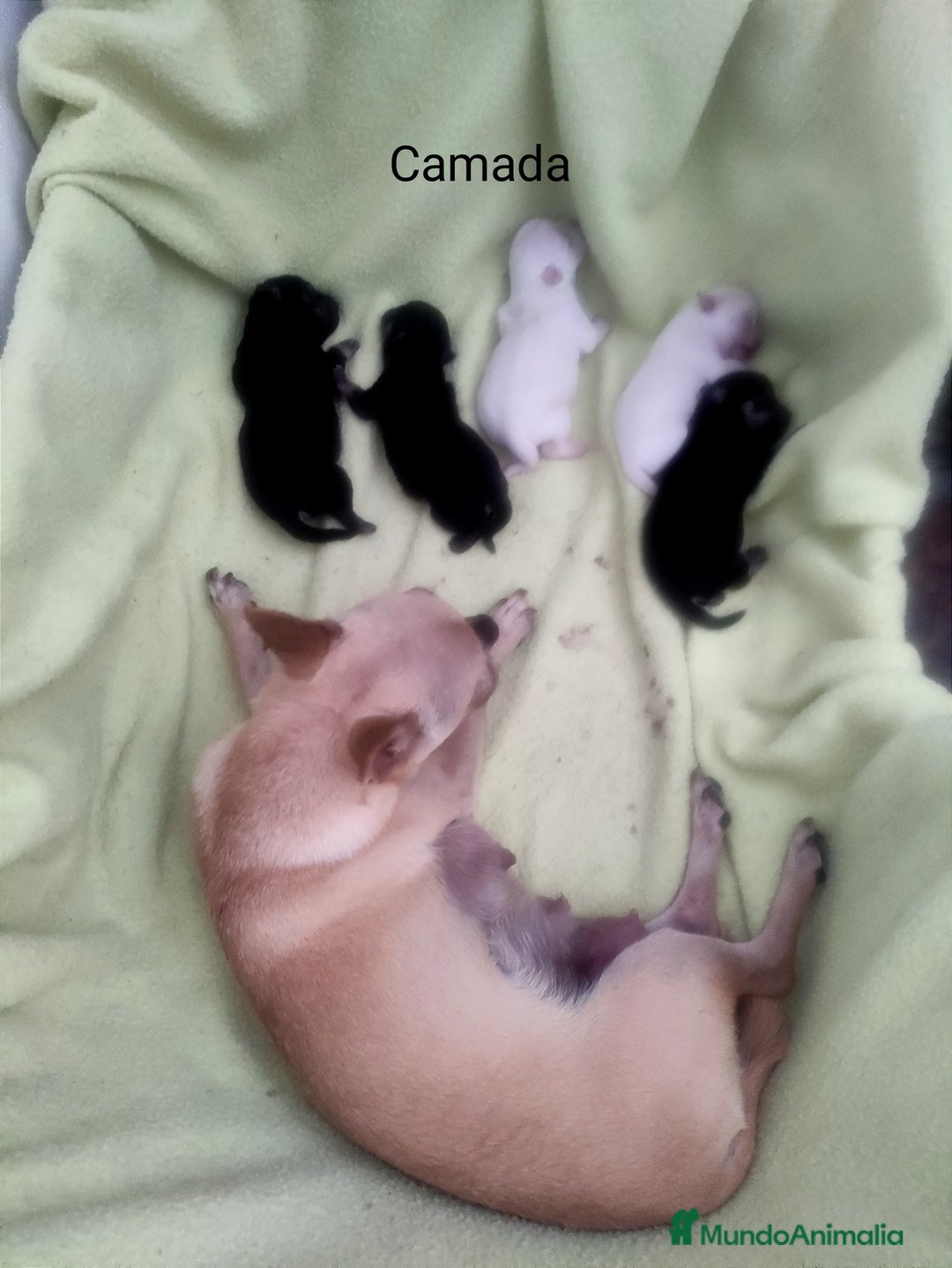 Chihuahua perros en venta: Chihuahuas  - Imagen 3