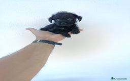 Chihuahua perros en venta: 🐶✨ ¡Cachorros! Chi-Poo - Choodle - Poo-Chi ✨🐶 - Imagen 7