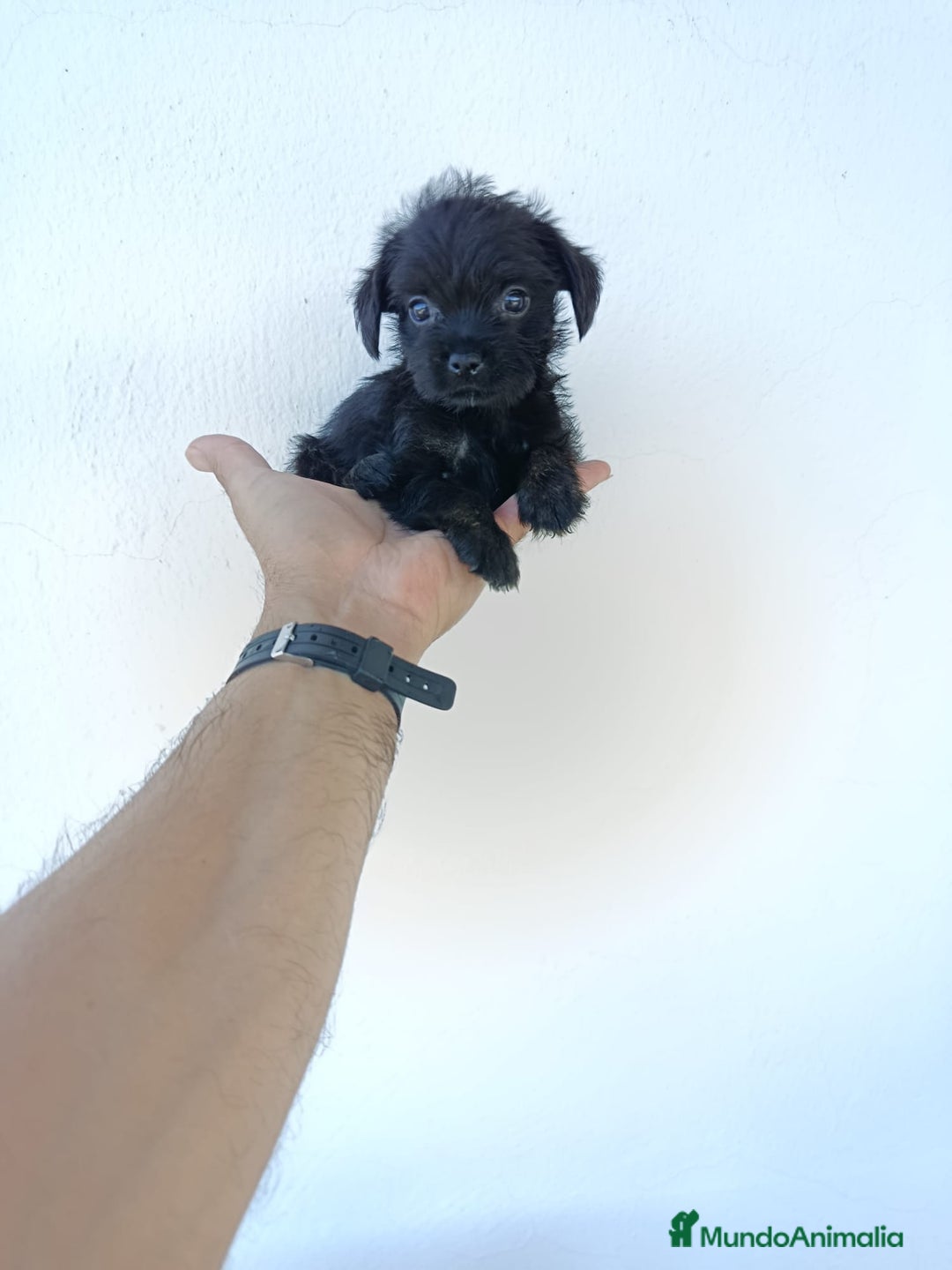 Chihuahua perros en venta: 🐶✨ ¡Cachorros! Chi-Poo - Choodle - Poo-Chi ✨🐶 - Imagen 7