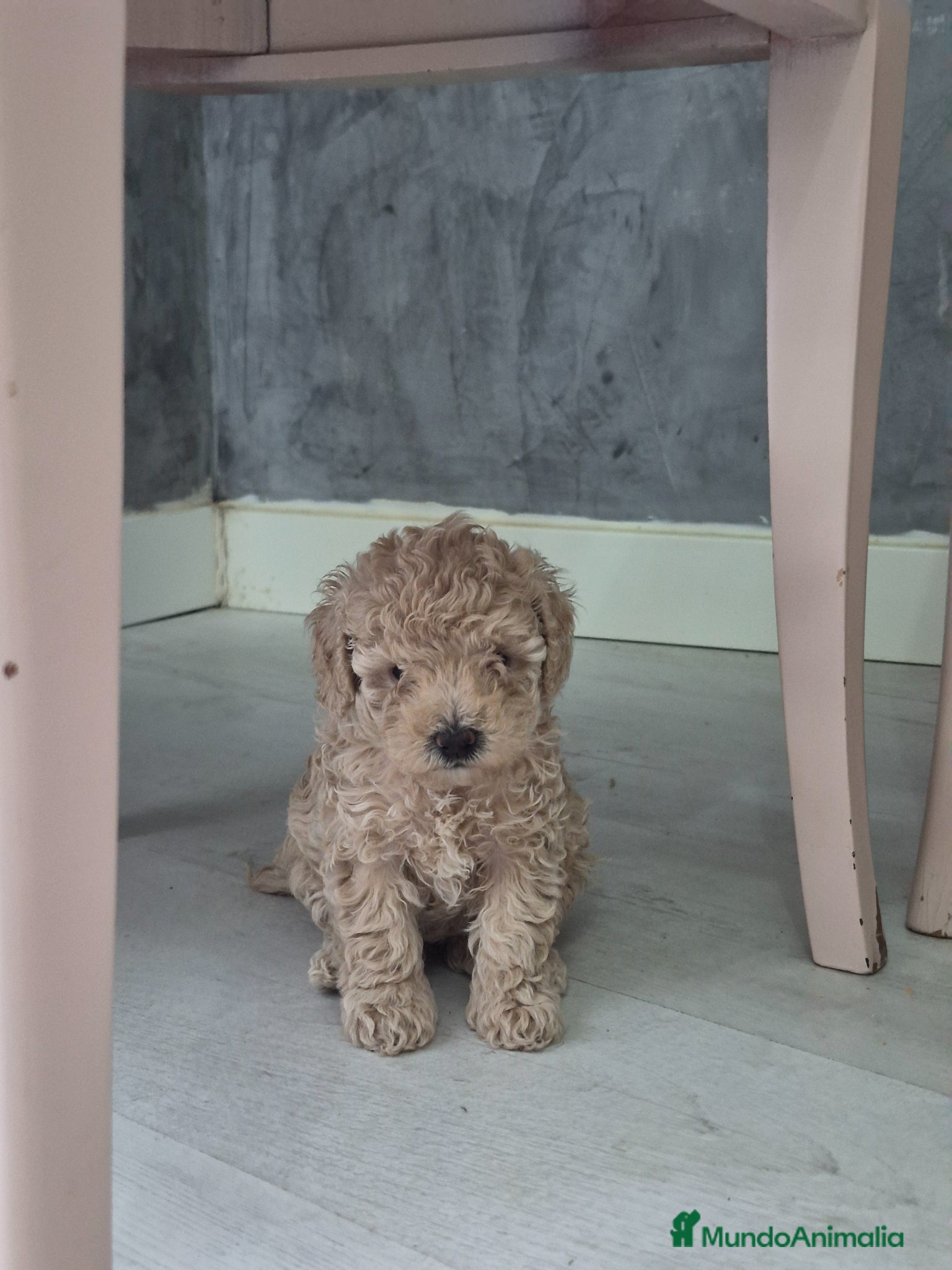 Caniche Toy perros Hembras de caniche toy de máxima calidad - Anuncio 27