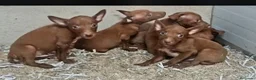 Podenco Andaluz perros en venta: Podenco andaluz retinto - Anuncio 1