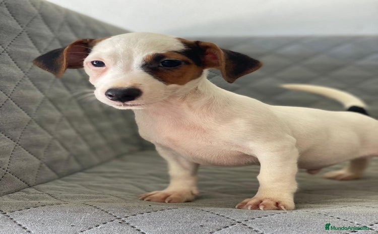 Jack Russell Terrier perros - Anuncio 2