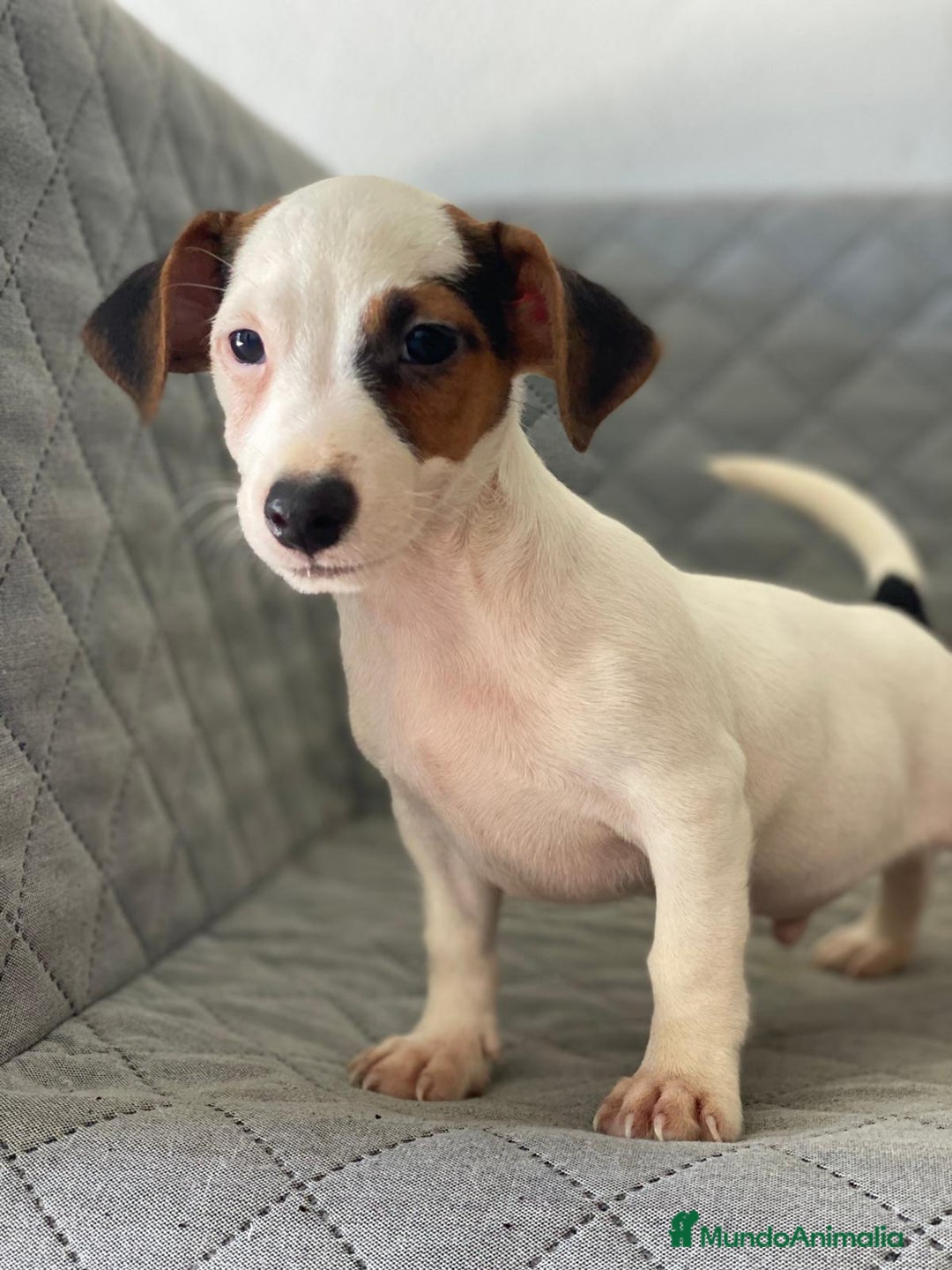 Jack Russell Terrier perros en venta: JACK RUSSELL  - Imagen 1