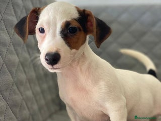 Jack Russell Terrier perros - Anuncio 2