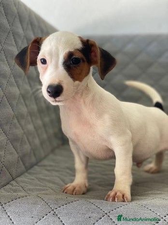 Jack Russell Terrier perros - Anuncio 2