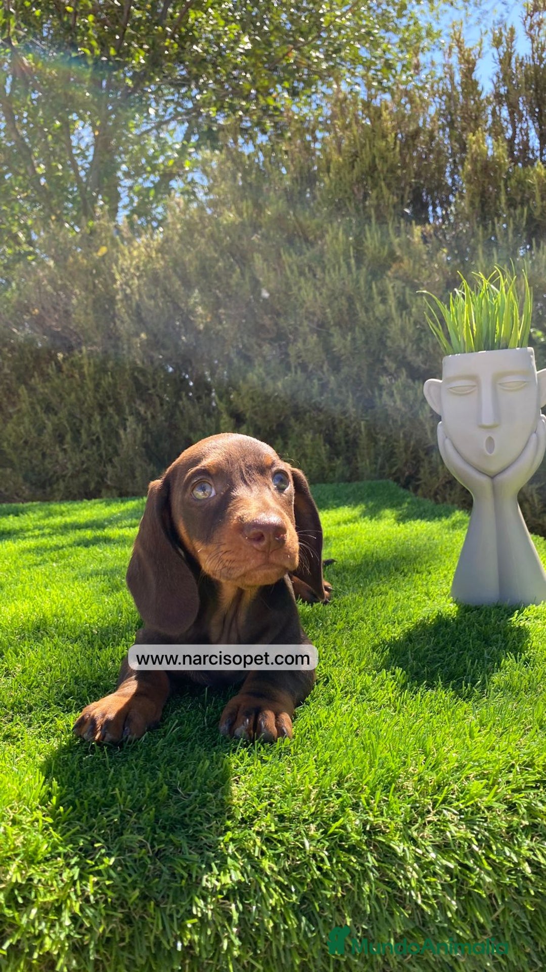 Teckel Miniatura perros en venta: TECKEL CHOCOLATE MACHO PEQUEÑO - Imagen 3