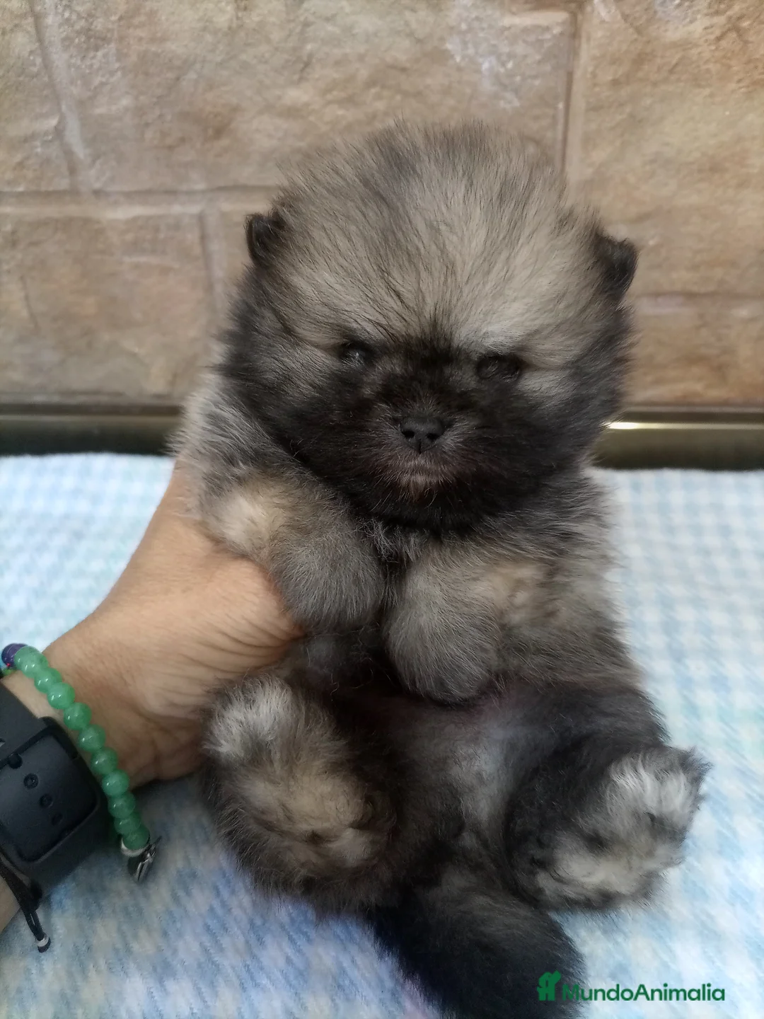 Pomerania perros en venta: Lulu pomerania TOY - Anuncio 7