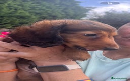 Teckel Miniatura perros en venta: Teckel miniatura pelo largo  - Imagen 3
