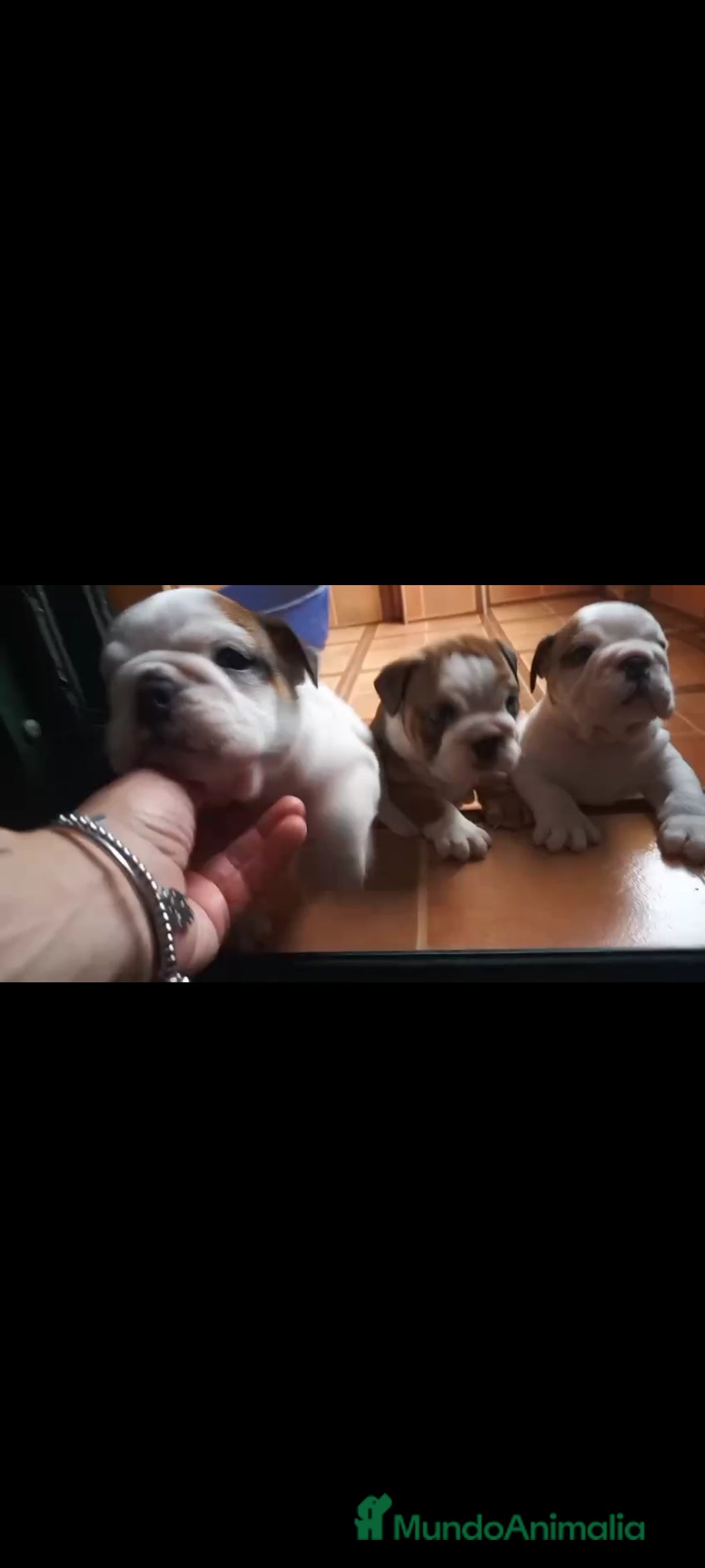 Bulldog Inglés perros en venta: Bulldog ingles  - Anuncio 3