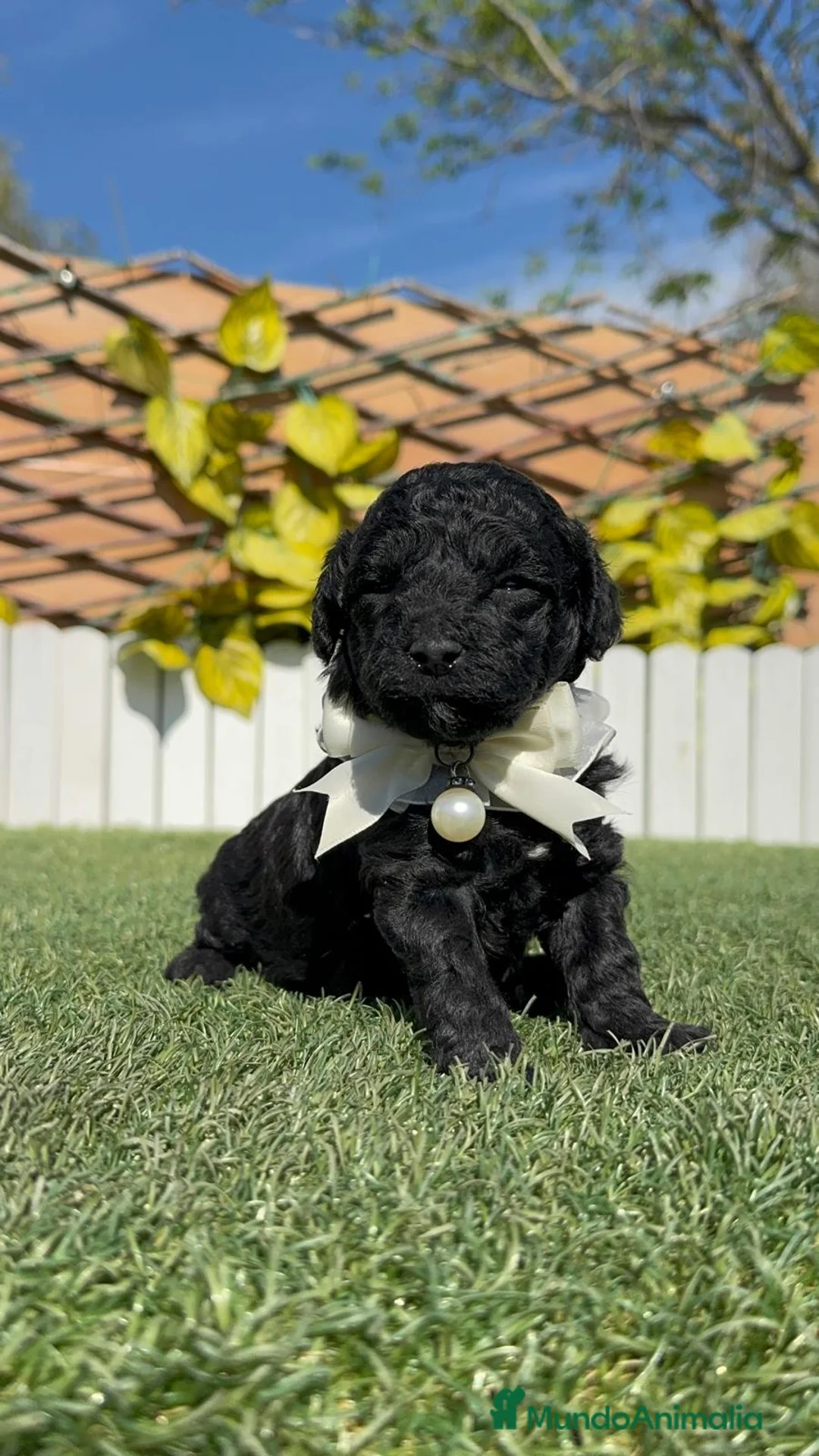 Caniche Toy perros en venta: CANICHE TOY - Anuncio 1