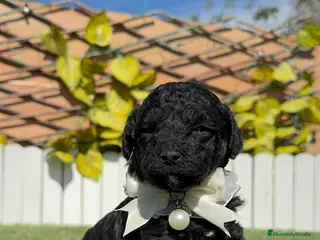 Caniche Toy perros CANICHE TOY - Anuncio 2