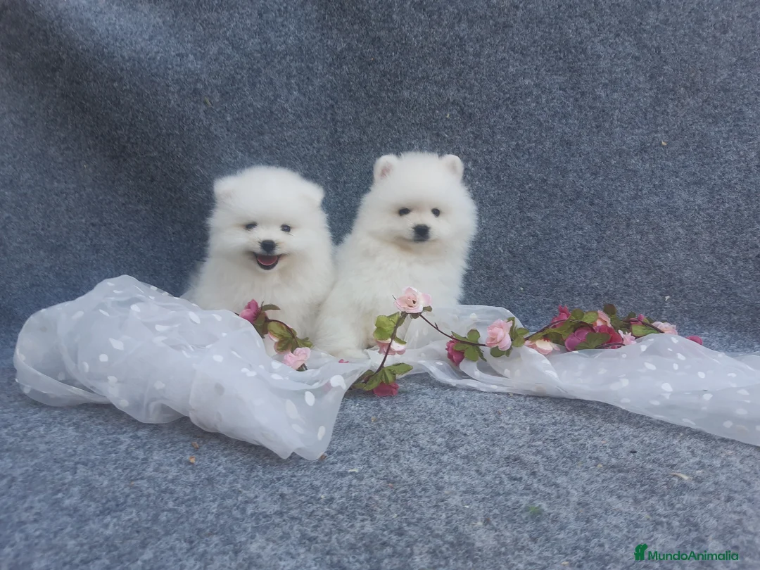 Pomerania perros en venta: PRECIOSO CACHORITO DE POMERANIA TOY  - Anuncio 1