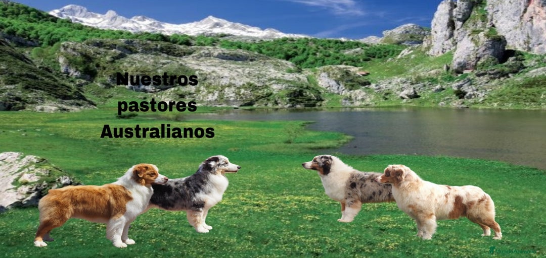 Imagen de galería {{count}}