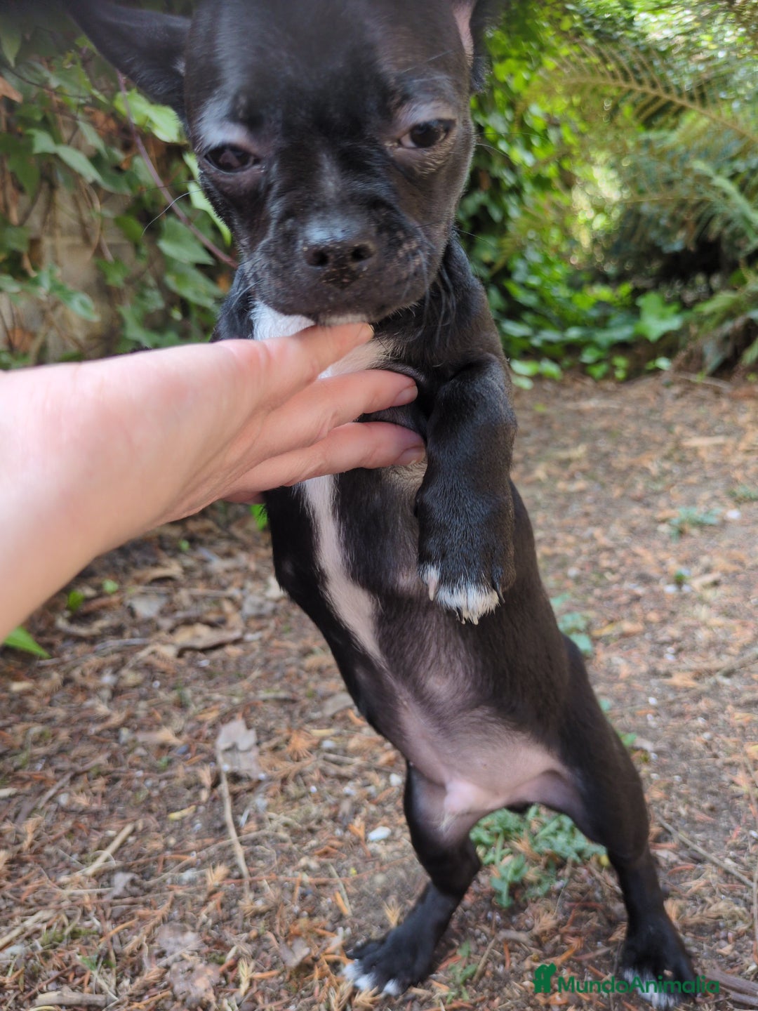 Chihuahua perros en venta: Chihuahua macho cabeza de manzana - Imagen 4