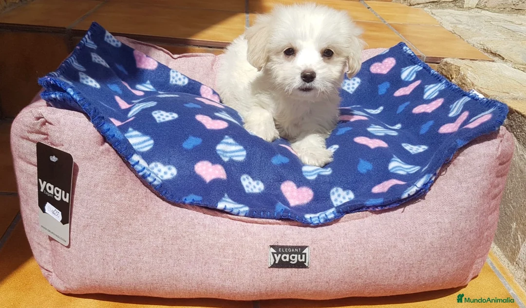 Bichón Maltés perros en venta: Bichón Maltés cachorros  en Barcelona - Anuncio 4