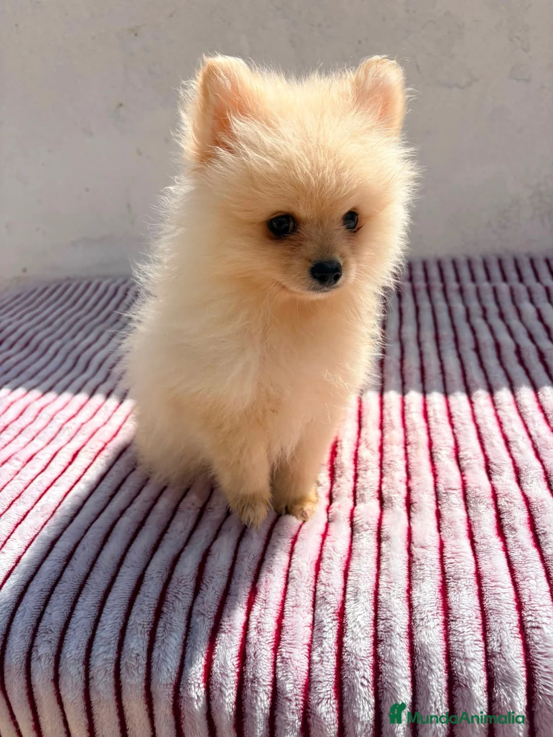 Pomerania perros en venta: Lulu Pomerania toy  - Anuncio 2