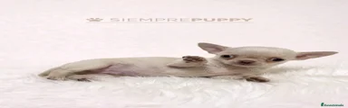 Chihuahua Cachorro 1