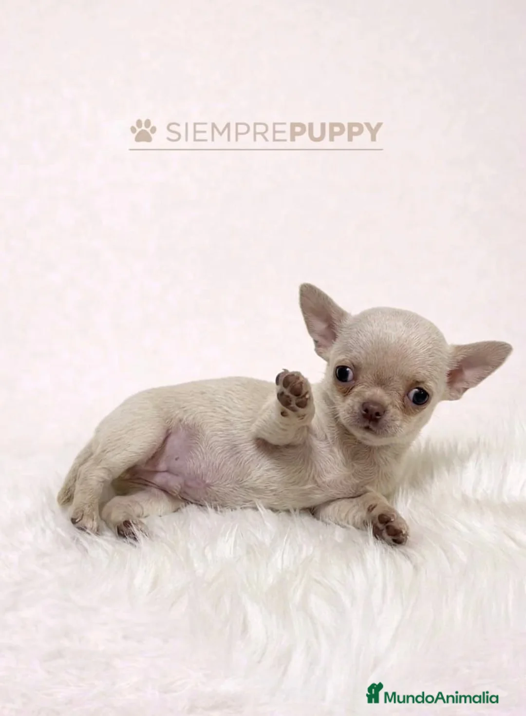 Chihuahua perros en venta: CHIHUAHUA CREMA TEACUP - Anuncio 2