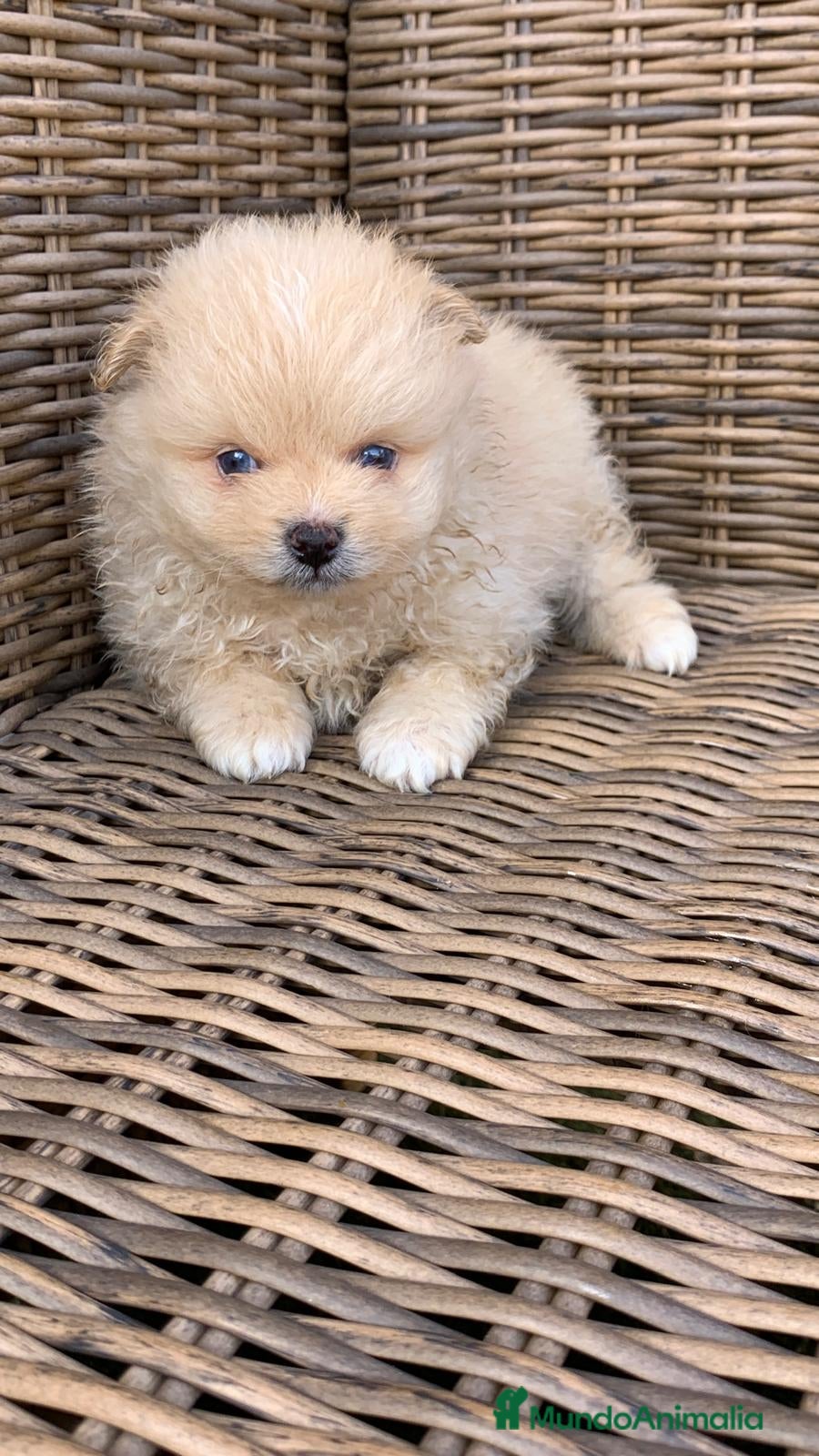 Pomerania perros Pomerania de capricho en Illes Balears - Anuncio 13