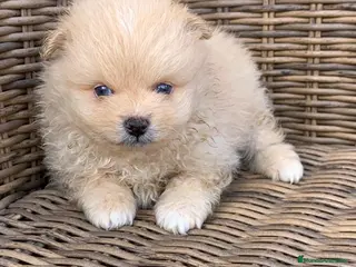 Pomerania perros Pomerania de capricho en Illes Balears - Anuncio 3