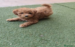 Caniche Enano perros en venta: Ultimo caniche enano - Imagen 2