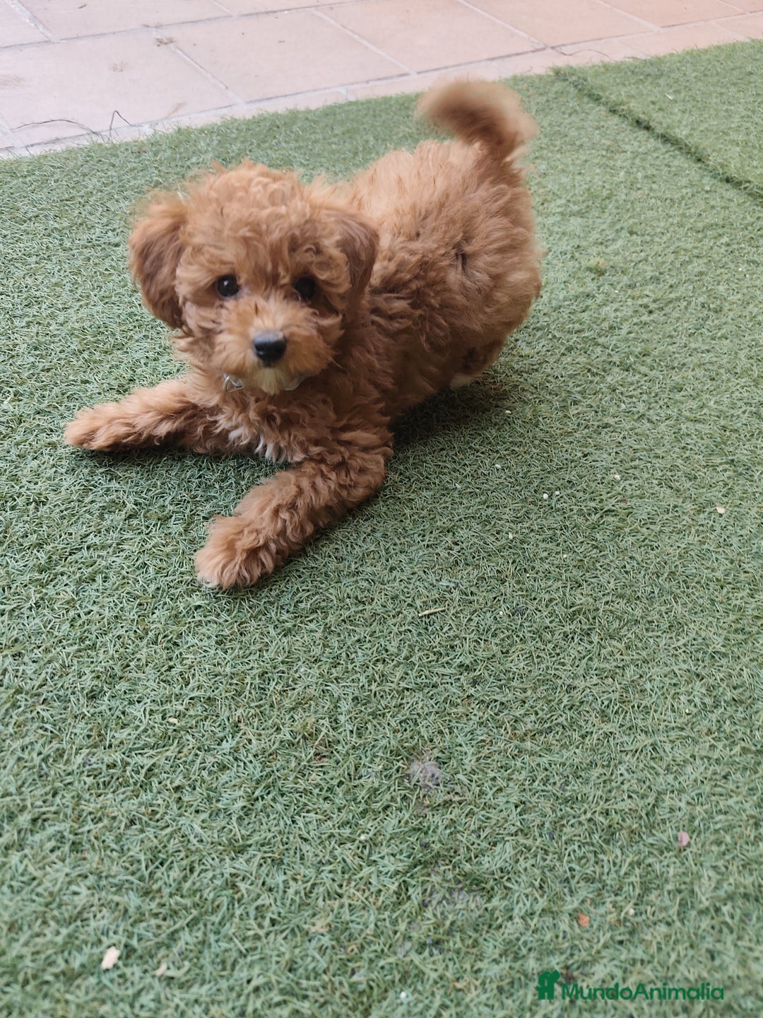 Caniche Enano perros en venta: Ultimo caniche enano - Imagen 2