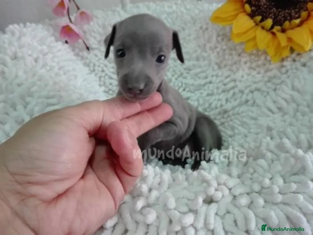 Imagen de galería {{count}}