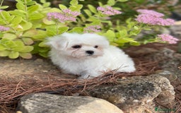 Bichón Maltés perros en venta: Bichon Maltés  - Imagen 1