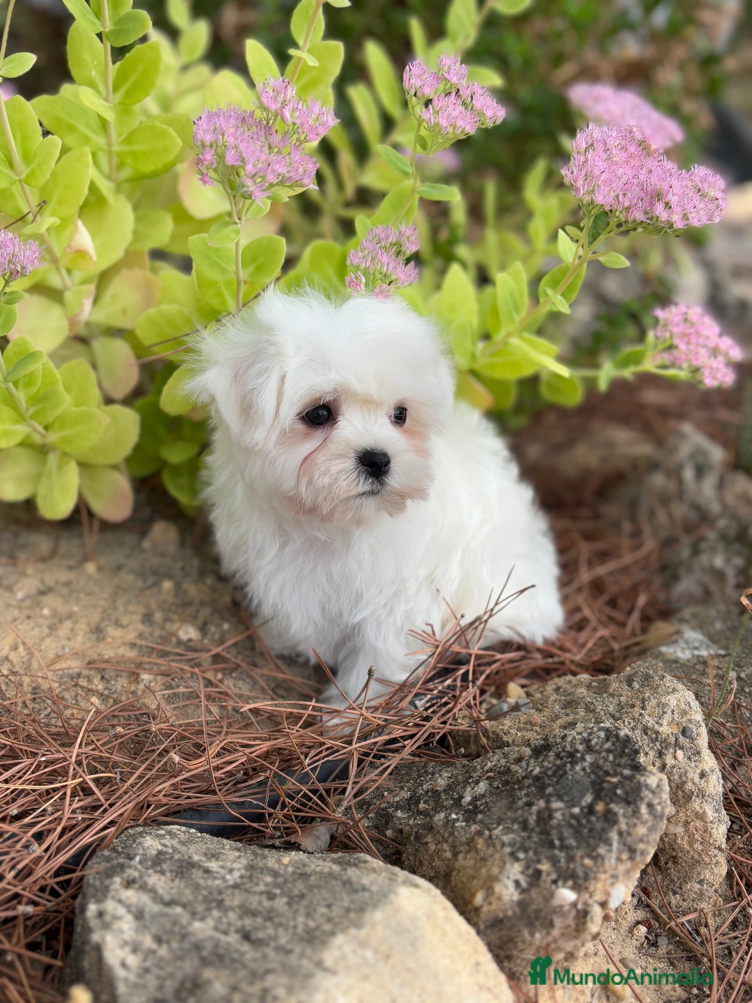 Bichón Maltés perros en venta: Bichon Maltés  - Imagen 1