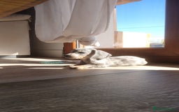 Teckel Miniatura perros en venta: Teckel miniatura Merles Blue Macho  - Imagen 2