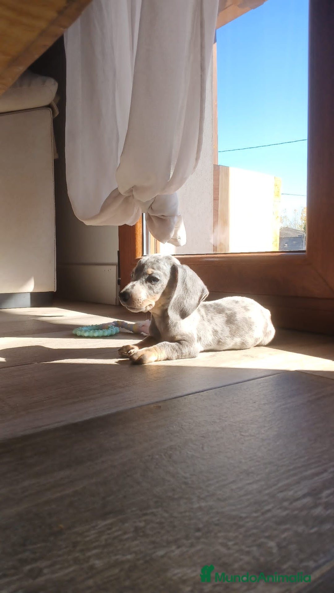 Teckel Miniatura perros en venta: Teckel miniatura Merles Blue Macho  - Imagen 2