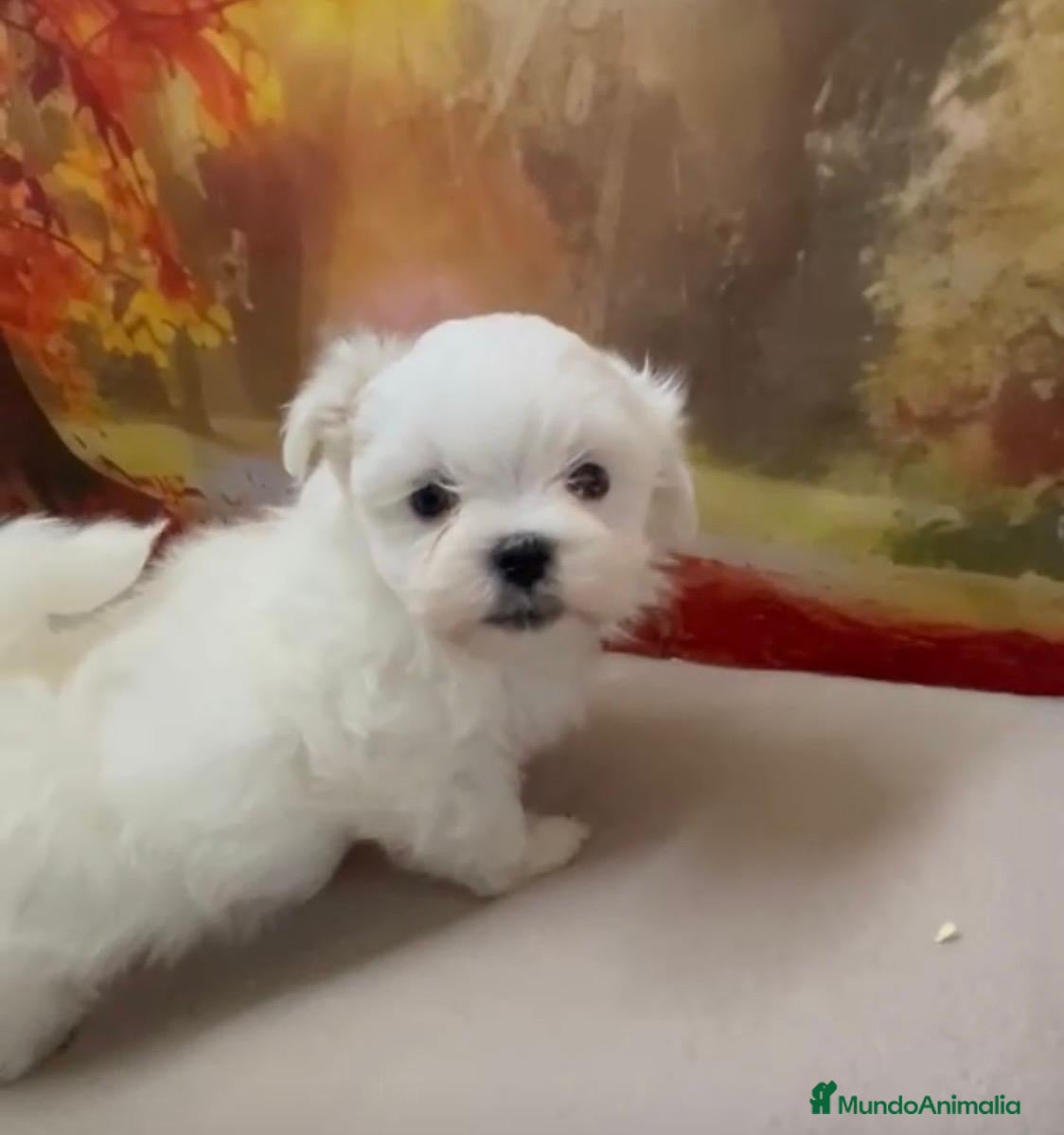 Bichón Maltés perros Bichon Maltés Macho !!! - Anuncio 1
