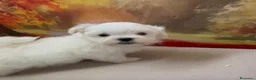 Bichón Maltés perros en venta: Bichon Maltés Macho !!! - Anuncio 1